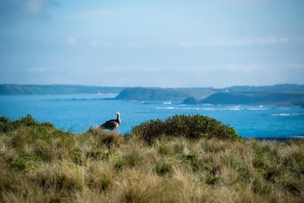 How Many Trails Are at Phillip Island Nature Park